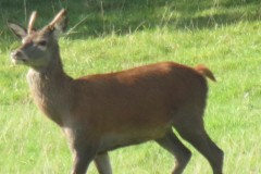 2.-Deer-near-Roebuck-Crossing-3