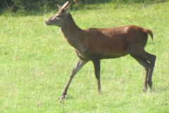 2.-Deer-near-Roebuck-Crossing-4