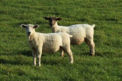 3.-Sheep-near-Roebuck-Gate-Farm-1
