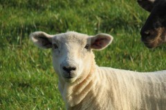 3.-Sheep-near-Roebuck-Gate-Farm-2