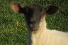 3.-Sheep-near-Roebuck-Gate-Farm-3