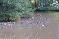 4.-Ducks-on-pond-near-Roebuck-Gate-Farm
