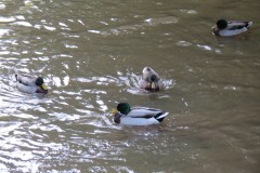 Nature - Taunton Mill Leat
