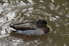 1.-Mallards-on-mill-stream-near-Steps-Water-3