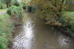 1.-Mallards-on-mill-stream-near-Steps-Water
