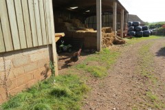 Nature - Williton to Sampford Brettt Bridge