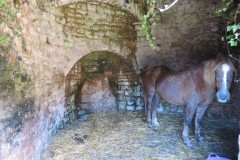 IMG_1370