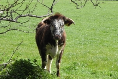 3. Longhorn Cattle by Dunster Castle