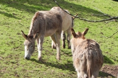 5. Donkeys near River Avill Dunster
