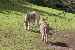 6. Donkeys near River Avill Dunster