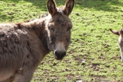 7. Donkeys near River Avill Dunster