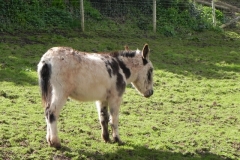 8. Donkeys near River Avill Dunster