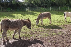 9. Donkeys near River Avill Dunster