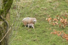 Lambs by the River Avill Ford Farm (2)