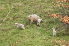 Lambs by the River Avill Ford Farm