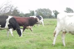 Bull-by-Drakes-Drove-2