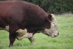 Bull-by-Drakes-Drove