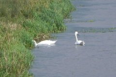 Swans-near-London-Drove-Bridge