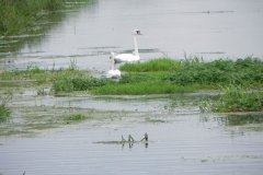 Swans-upstream-from-Blakeway-Bridge