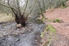 24. Flowing through Pool Wood