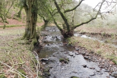 28. Flowing through Pool Wood