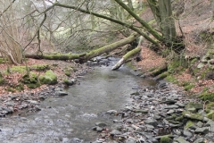8. Downstream from Nutscale Mill