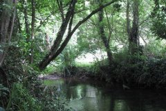 25.-Upstream-from-Woodford-Bridge