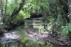 26.Upstream-from-Woodford-Bridge