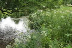 27.-Mill-Stream-and-River-Isle-confluence