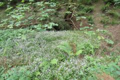 1.-Saw-Mill-leat-24