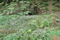 1.-Saw-Mill-leat-25