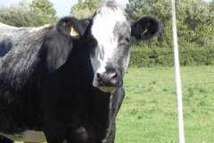 Cow-by-the-Mark-Yeo