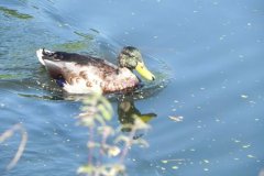 Mallards-on-Mark-Yeo-2