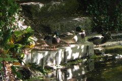 Mallards-on-Mark-Yeo-7