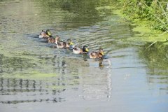 Mallards-on-the-Mark-Yeo
