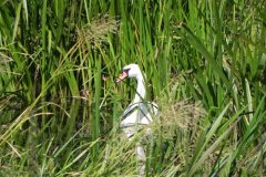 Swan-in-Rushes-on-the-Yarrow-Yeo-2
