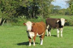 Cows-near-Old-bridges-2