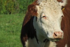 Cows-near-Old-bridges-3