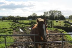 Horse-near-join-with-Liddy-Yeo-1