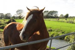 Horse-near-join-with-Liddy-Yeo-2