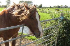 Horse-near-join-with-Liddy-Yeo-3