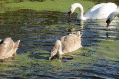 Swans-and-cygnets-on-Oldbridge-river-taken-from-Goosey-Drove-1