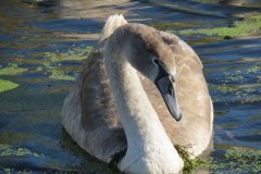 Swans-and-cygnets-on-Oldbridge-river-taken-from-Goosey-Drove-2