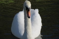 Swans-and-cygnets-on-Oldbridge-river-taken-from-Goosey-Drove-3