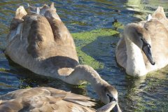 Swans-and-cygnets-on-Oldbridge-river-taken-from-Goosey-Drove-4