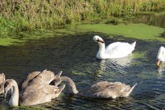 Swans-and-cygnets-on-Oldbridge-river-taken-from-Goosey-Drove-5