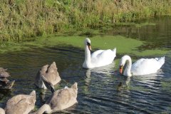 Swans-and-cygnets-on-Oldbridge-river-taken-from-Goosey-Drove-6