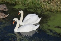 Swans-and-cygnets-on-Oldbridge-river-taken-from-Goosey-Drove-7
