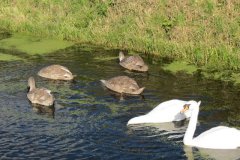 Swans-and-cygnets-on-Oldbridge-river-taken-from-Goosey-Drove-8