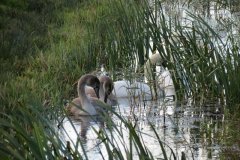 Swans-on-Oldbridge-river-near-Watermans-Bow-1
